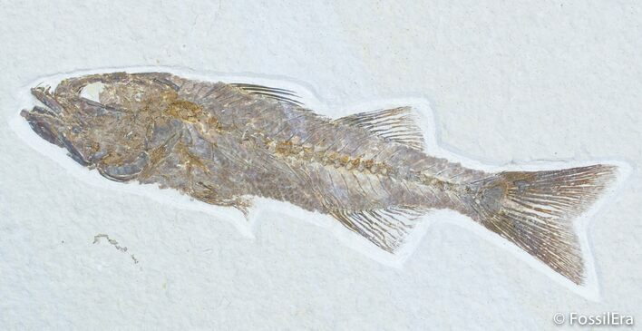 Awesome Inch Mioplosus - Uncommon Fish Fossil #3098